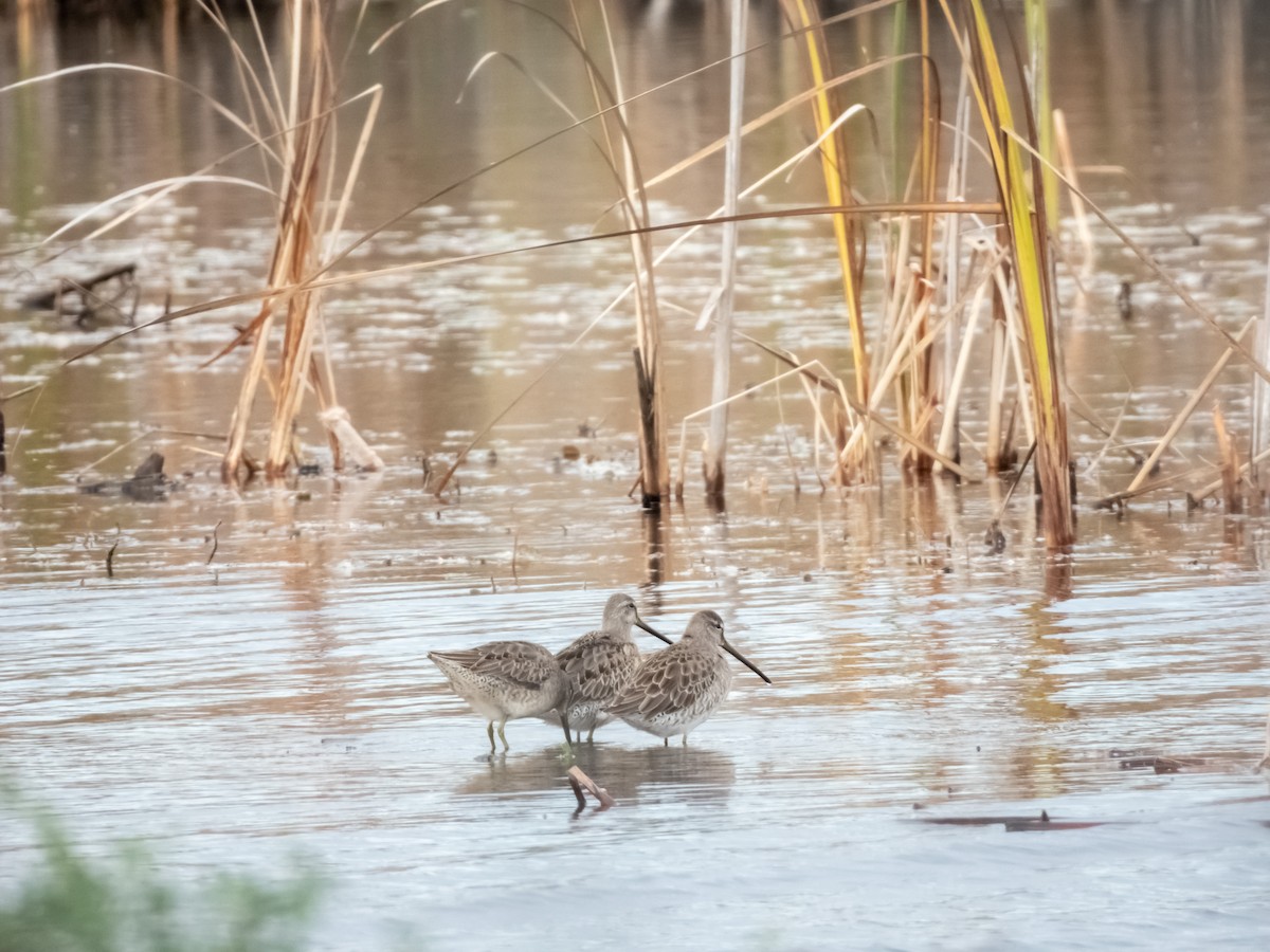 eBird Québec Checklist 16 Oct 2023 BaieduFebvre (station d