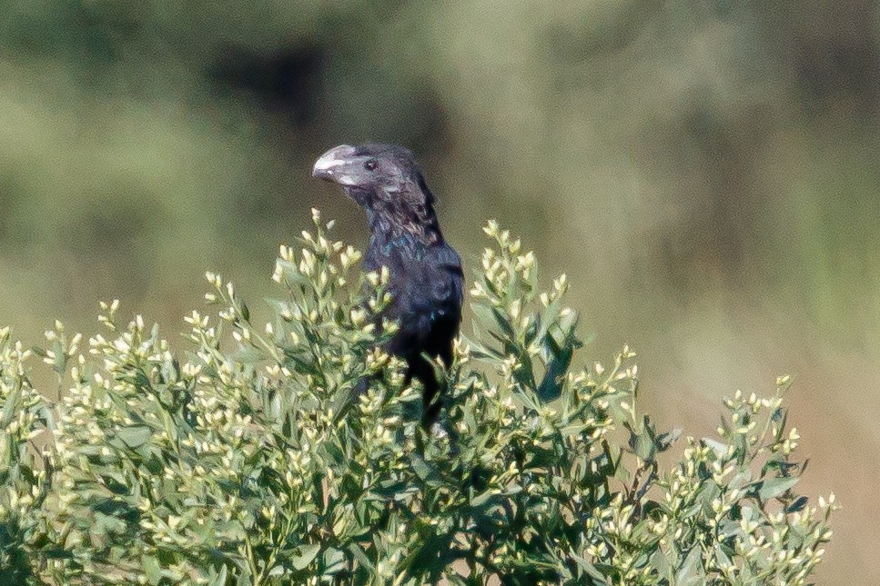 eBird Checklist 17 Oct 2023 Altamaha WMAButler Island 28 species