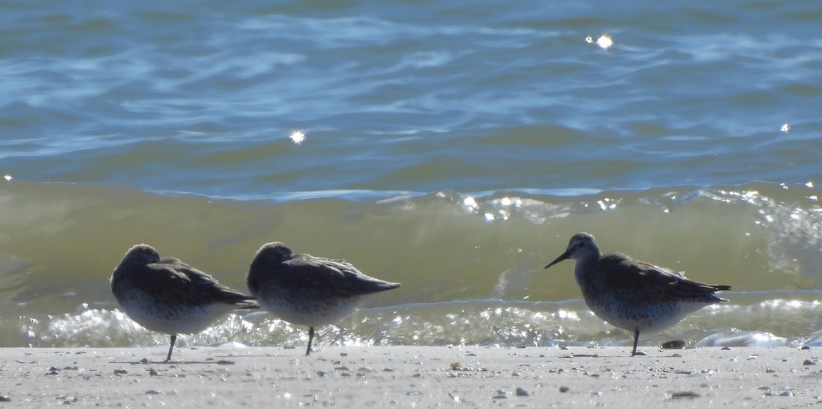 eBird Checklist 17 Oct 2023 7 1/2 Mile Rd Beach Pocket Park 1 2 species