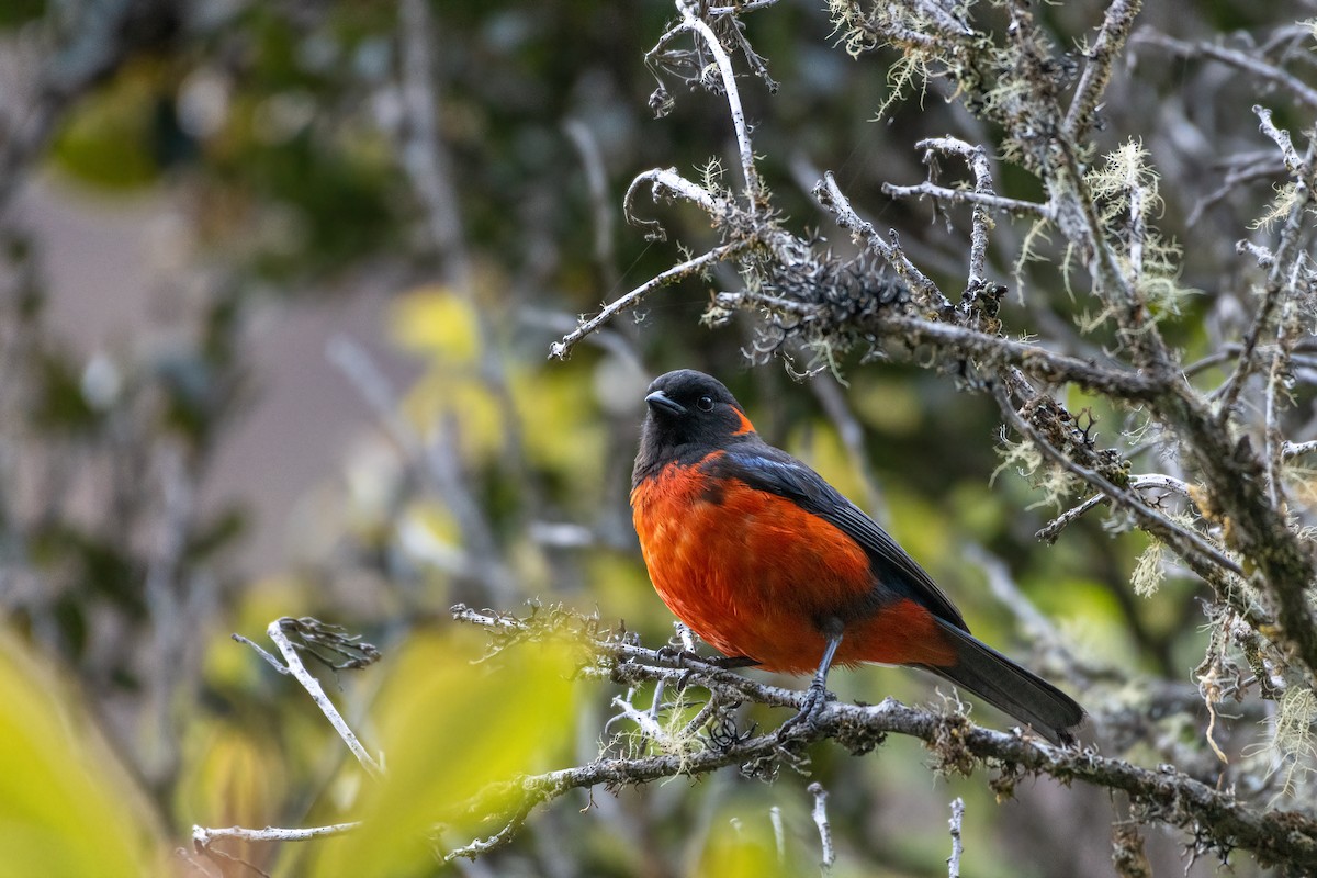 Scarlet-bellied Mountain Tanager - ML610080936