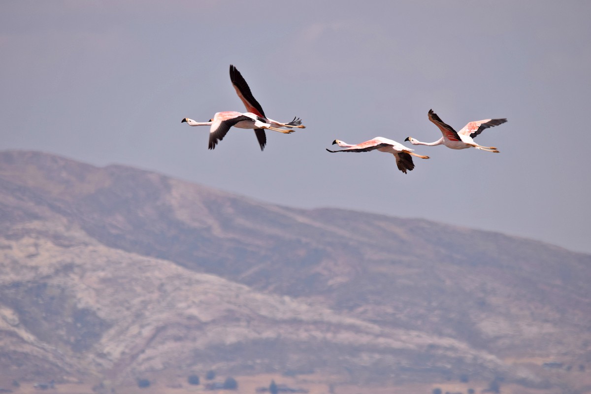Andean Flamingo - Jorge Calvet Magnani
