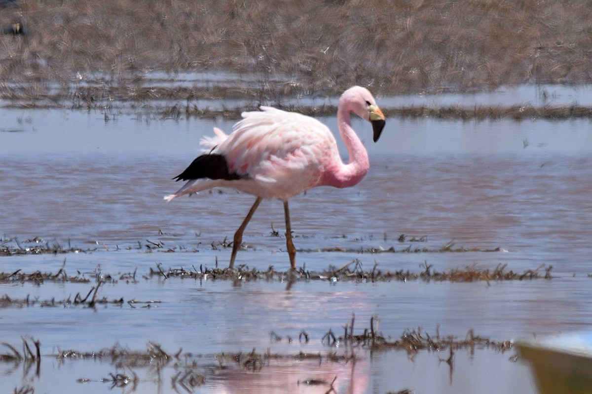 Andean Flamingo - Jorge Calvet Magnani