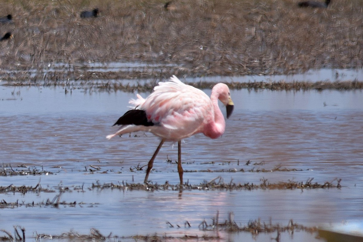 Andean Flamingo - ML610080972
