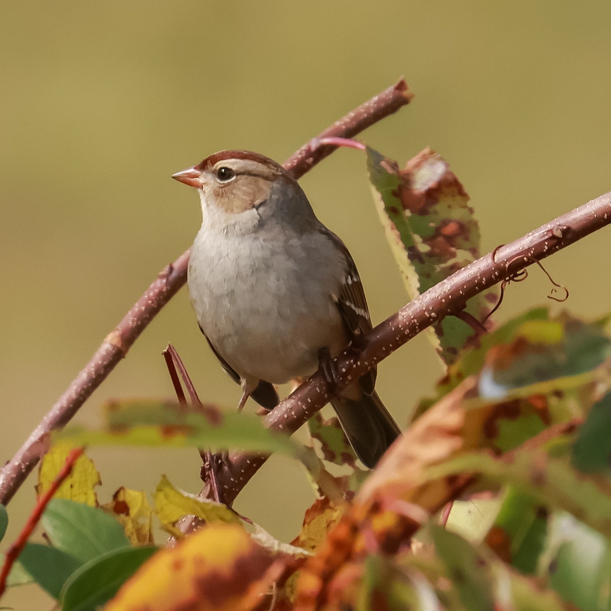 White-crowned Sparrow - ML610081233