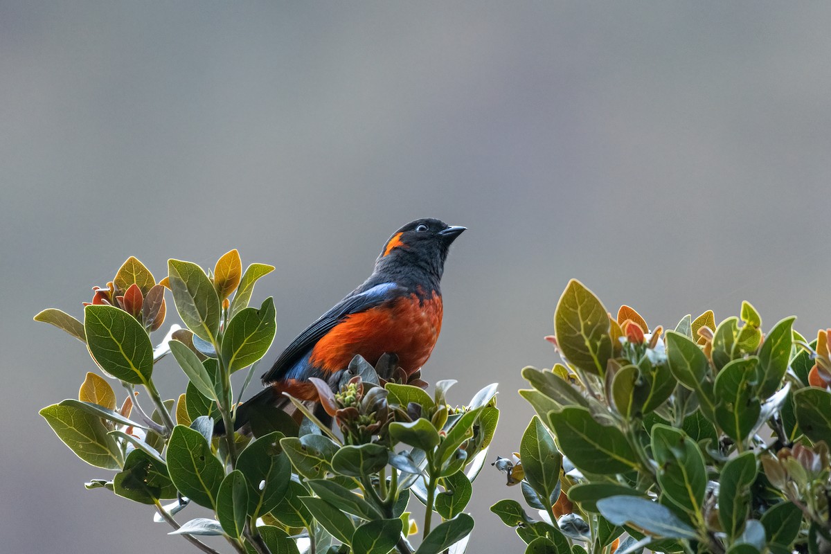 Scarlet-bellied Mountain Tanager - ML610081258