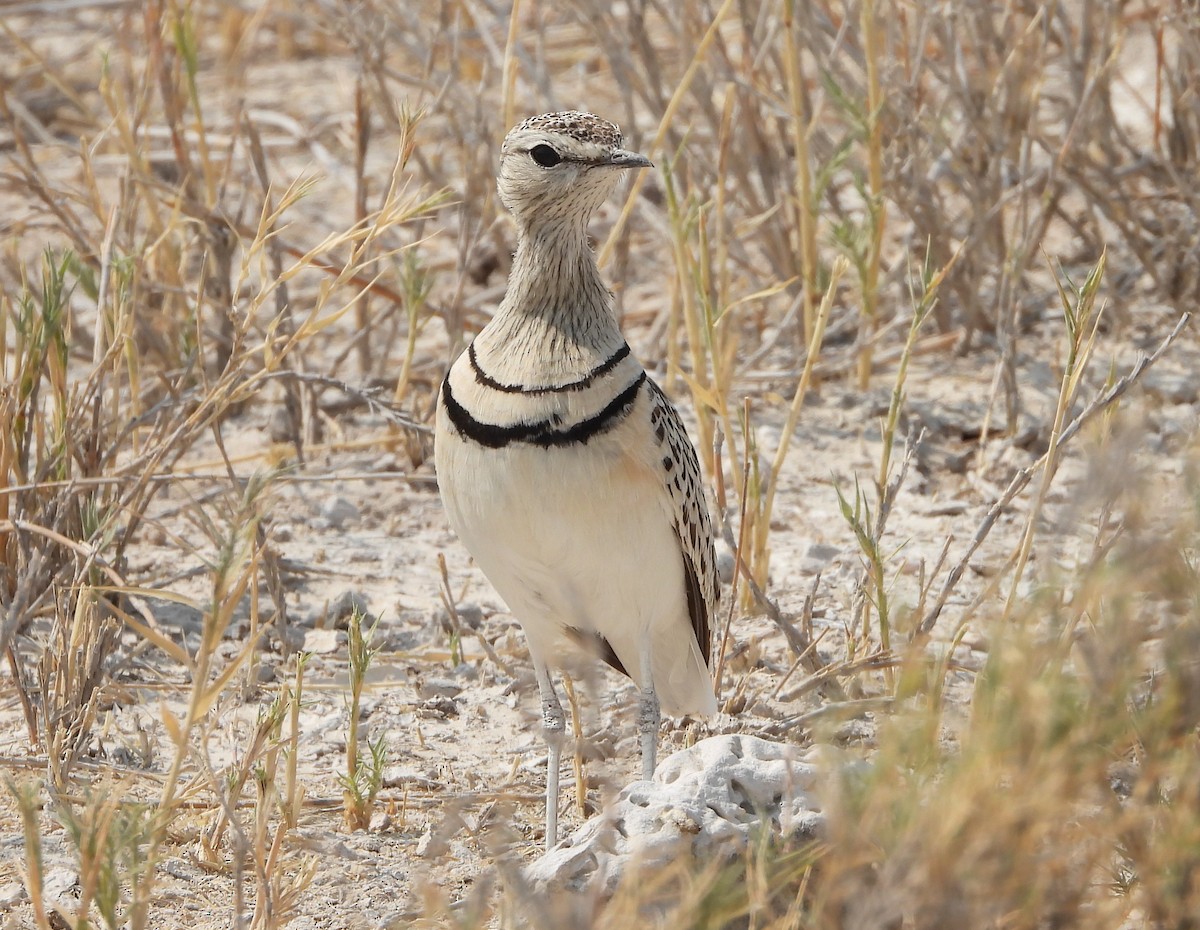 Double-banded Courser - ML610081434
