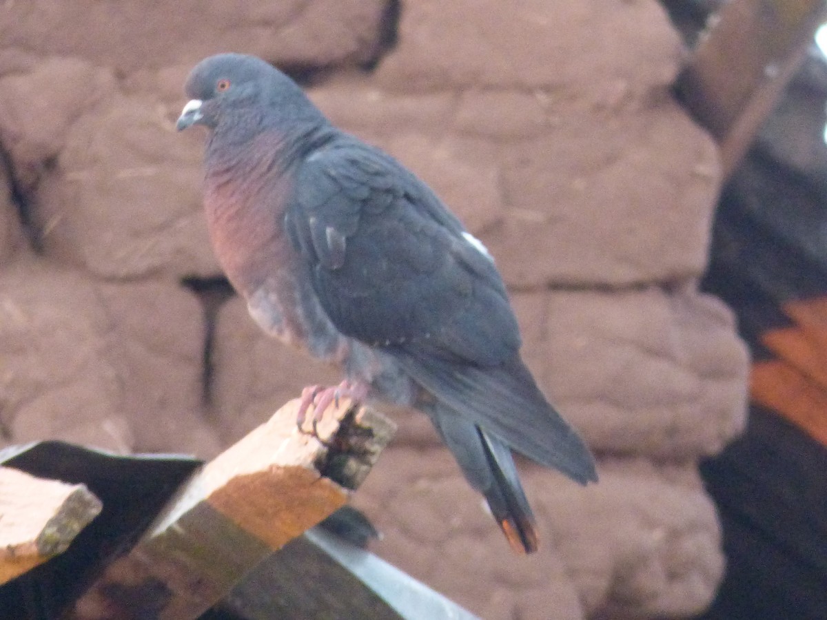 Rock Pigeon (Feral Pigeon) - ML610081652