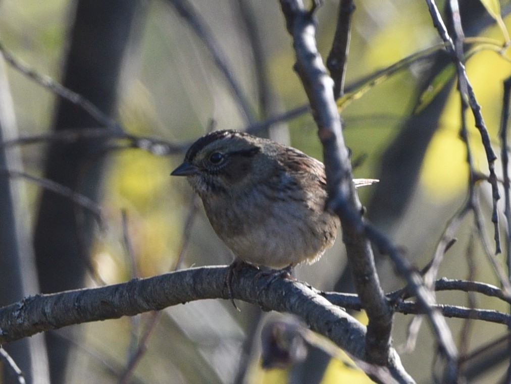 White-throated Sparrow - ML610082081