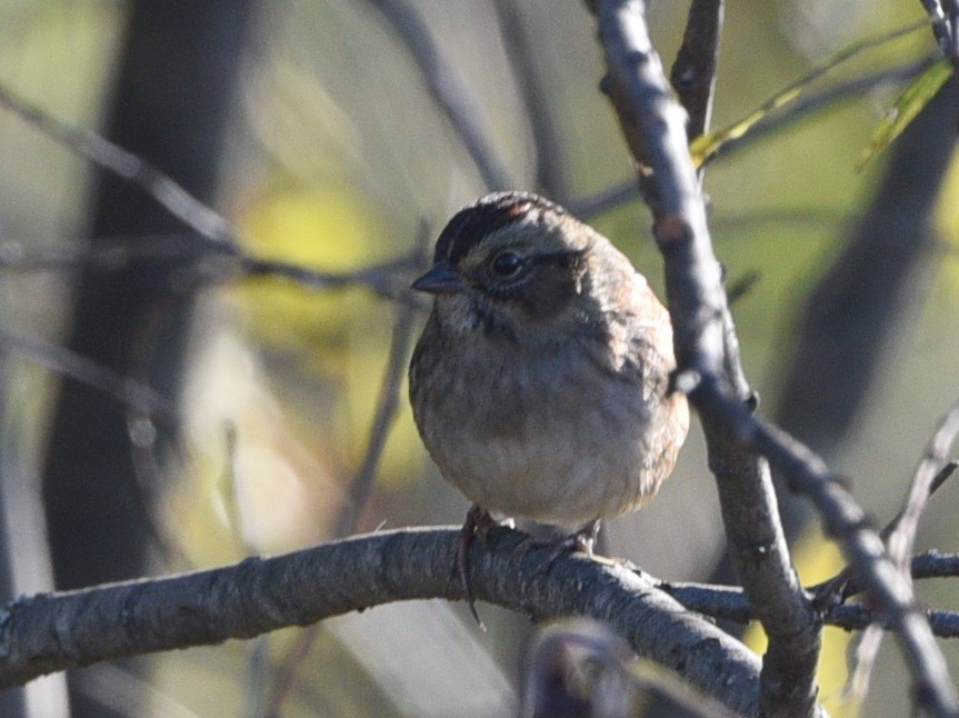 White-throated Sparrow - ML610082083