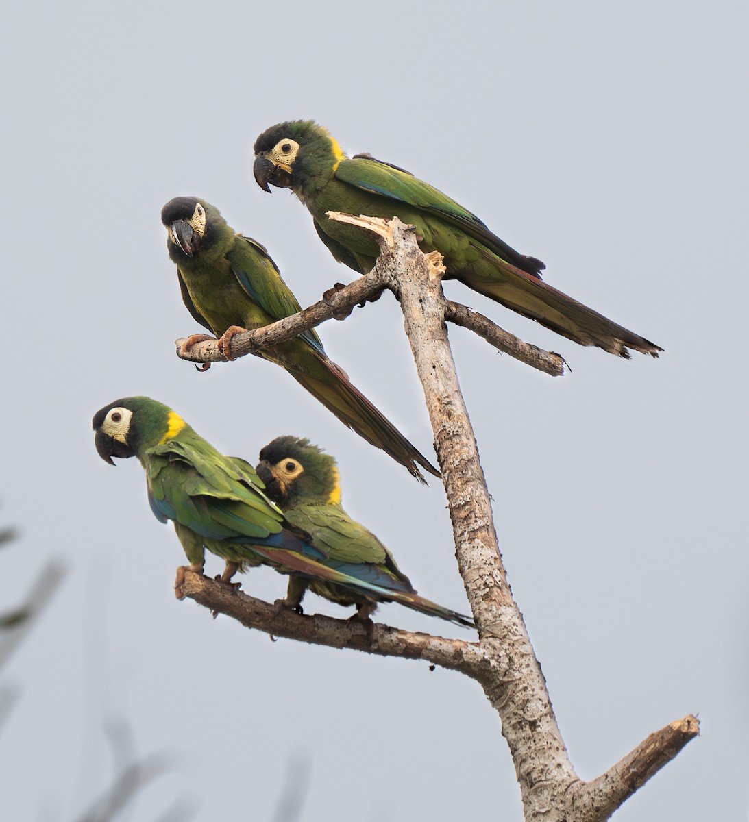 Yellow-collared Macaw - ML610082377