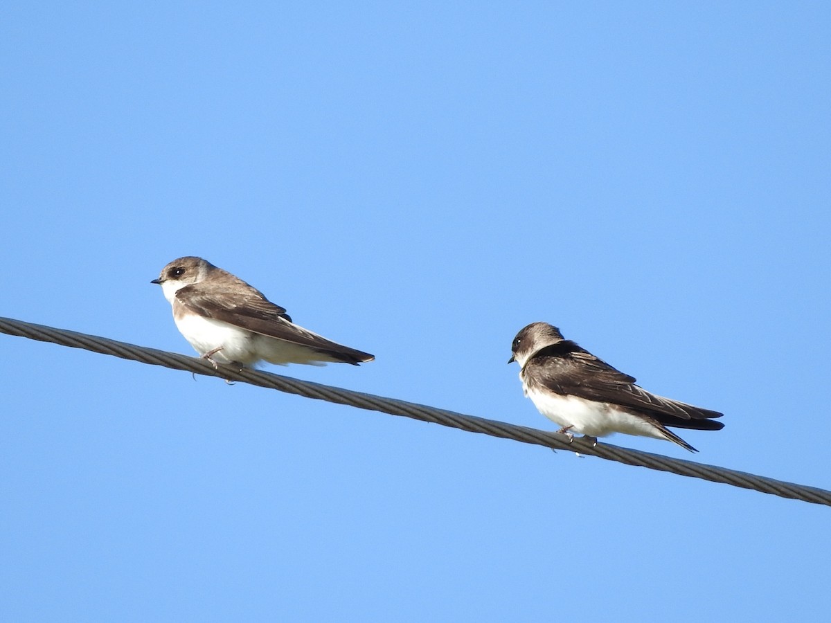 Brown-chested Martin - ML610082638