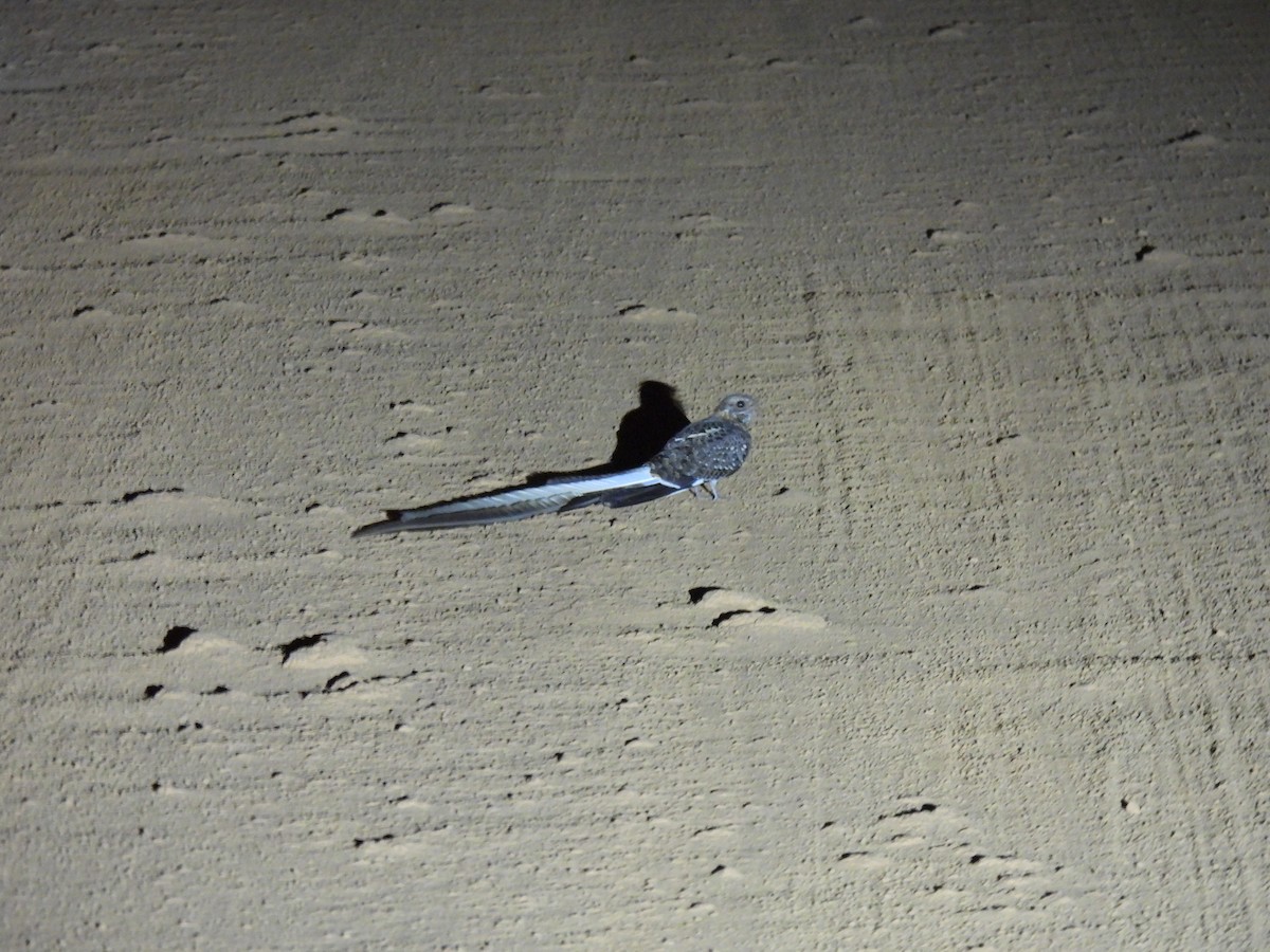 Pennant-winged Nightjar - ML610082884