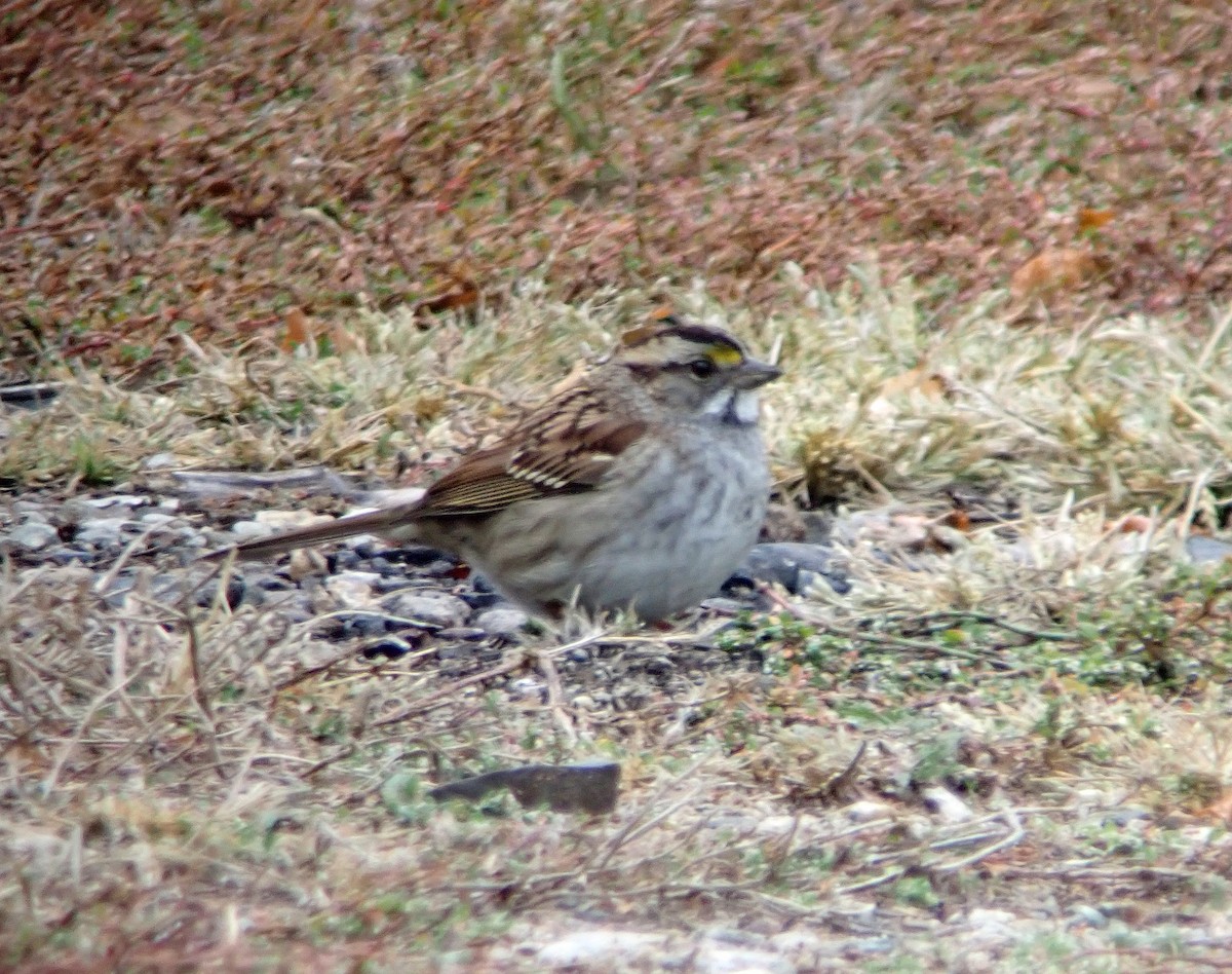 White-throated Sparrow - ML610083020