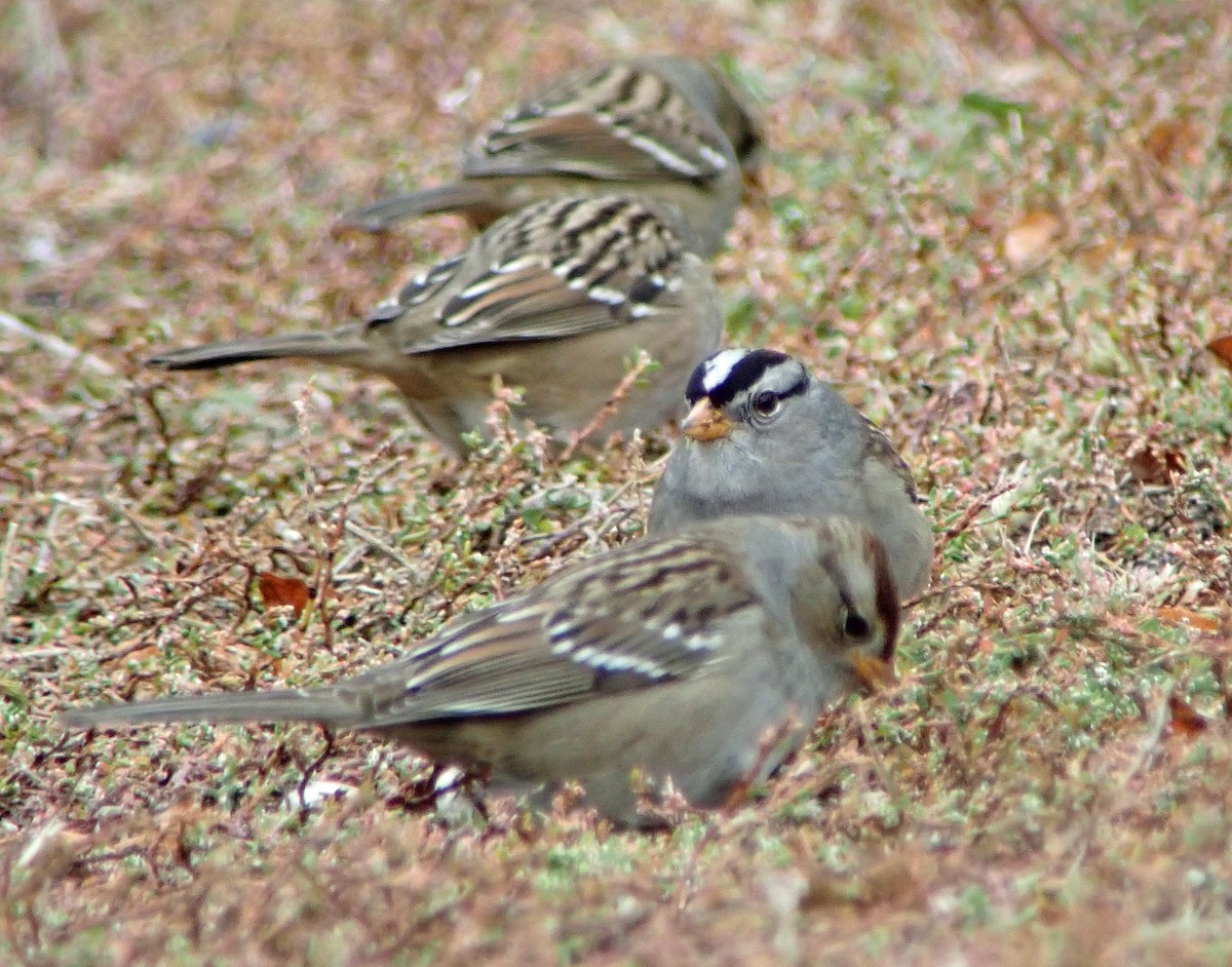 White-crowned Sparrow - ML610083052