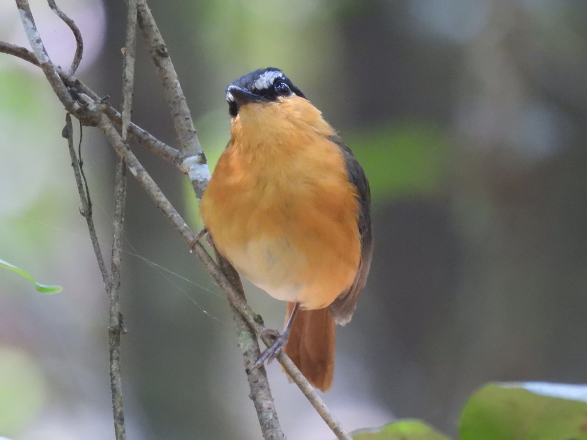 Gray-winged Robin-Chat (Gray-winged) - ML610083360