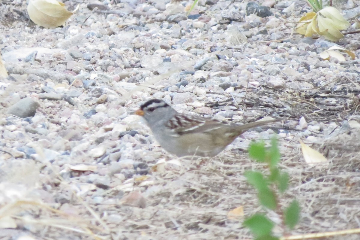 White-crowned Sparrow - ML610083367