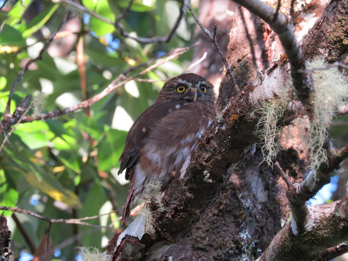 Austral Pygmy-Owl - ML610083464