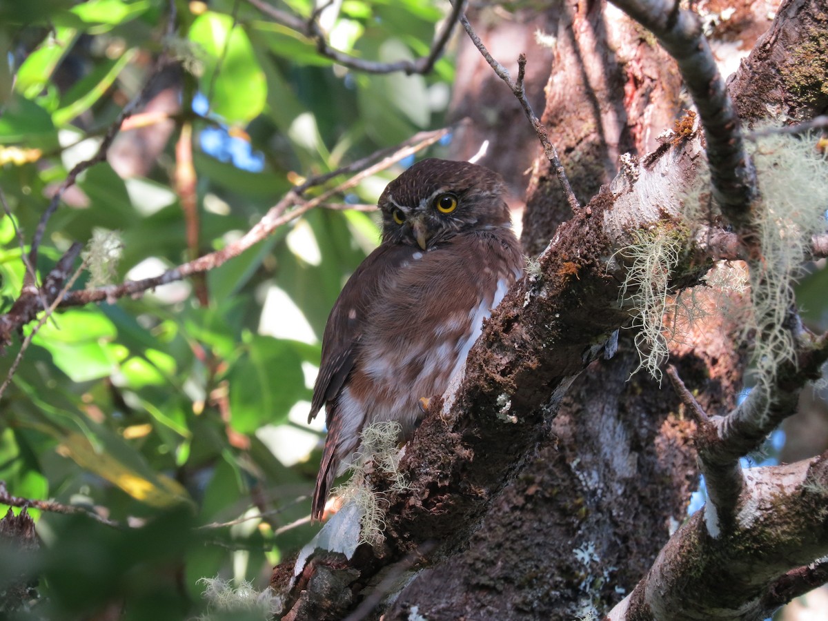 Austral Pygmy-Owl - ML610083465
