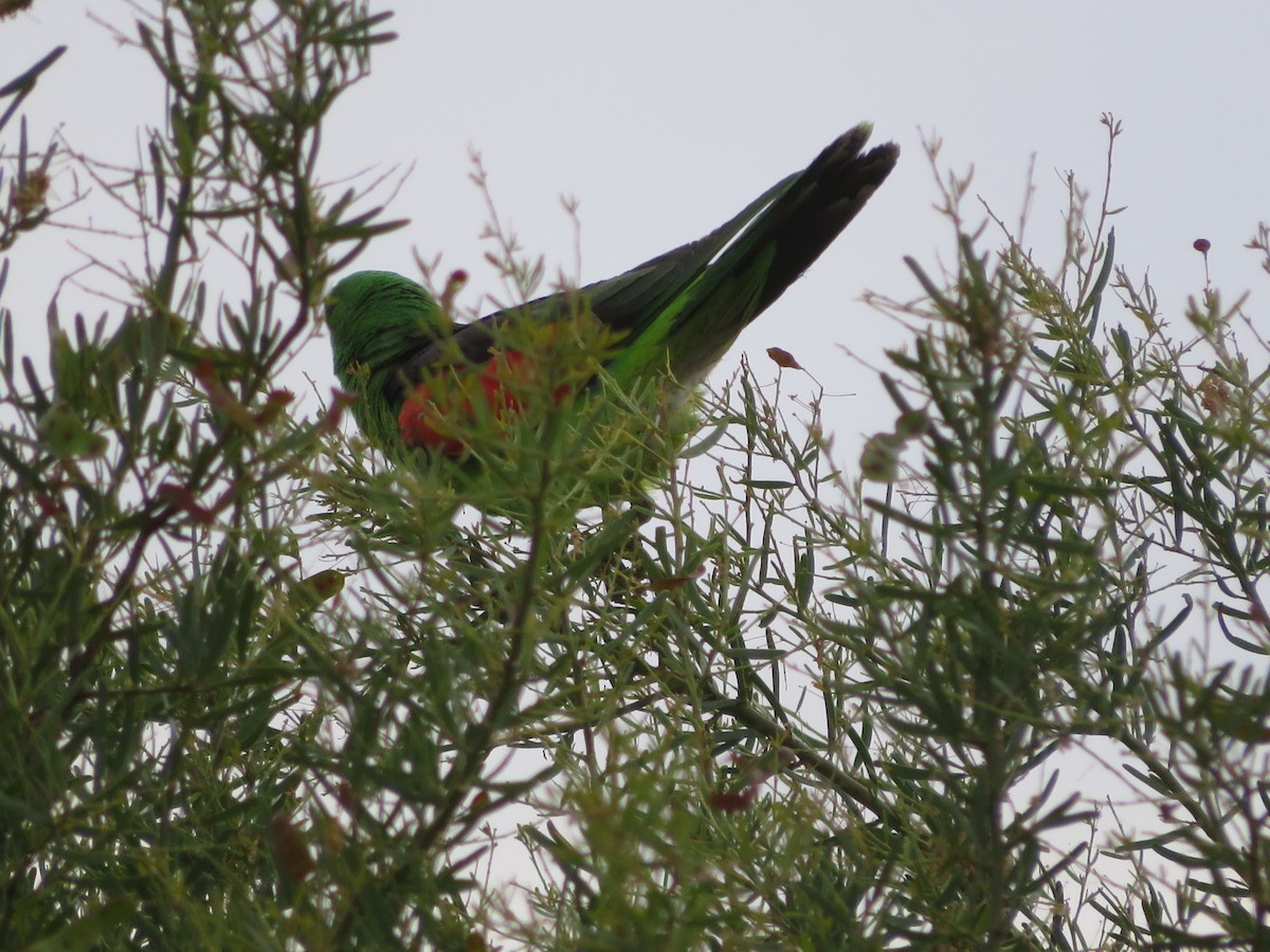 Red-winged Parrot - Christine D