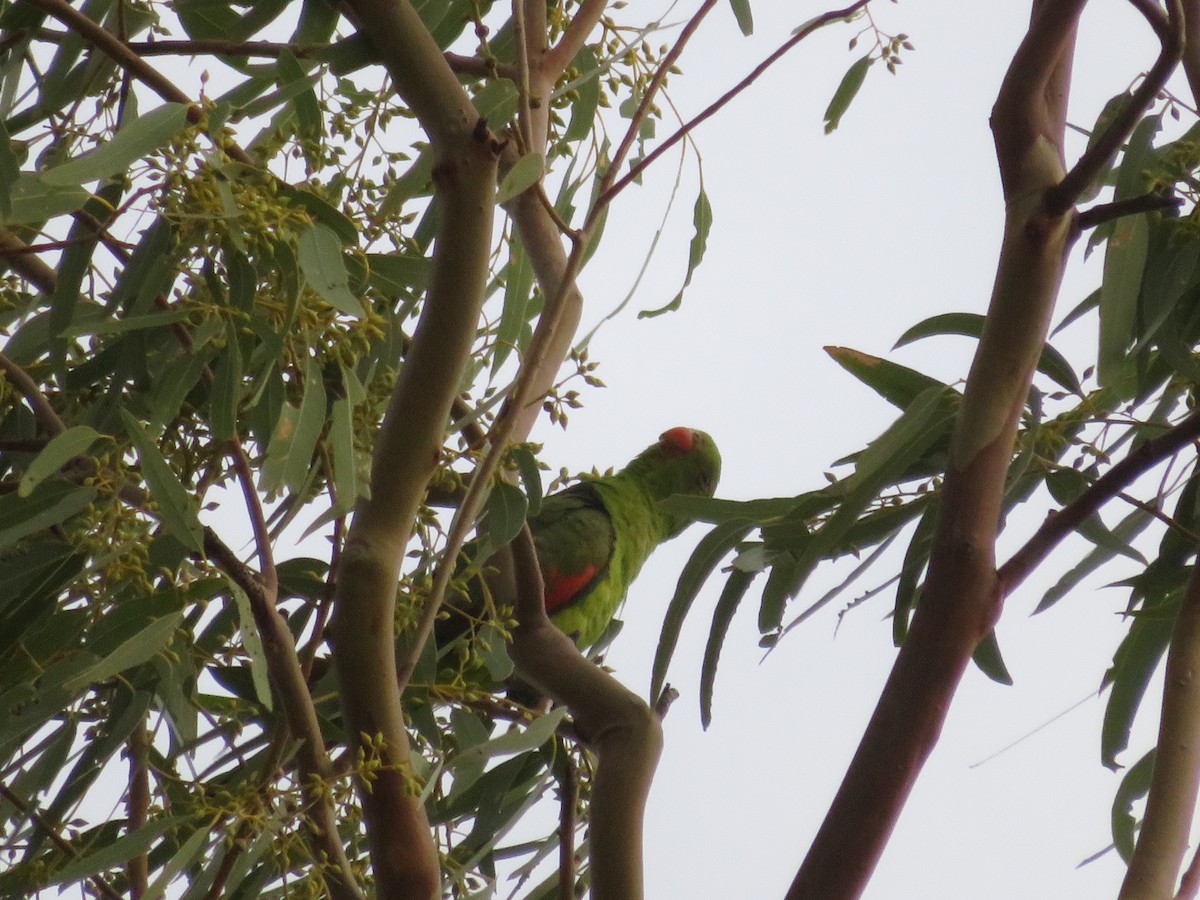 Red-winged Parrot - ML610083509