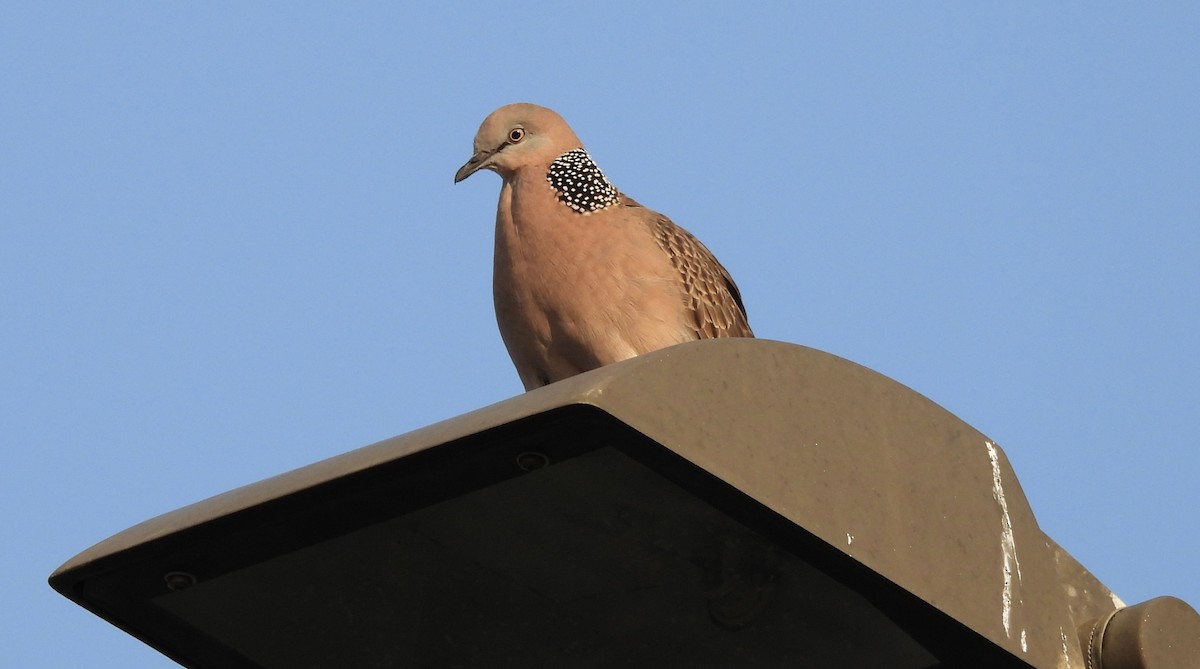 Spotted Dove - ML610084631