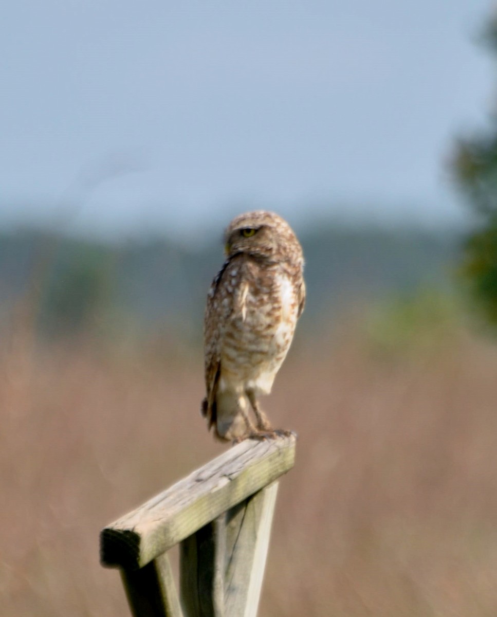 Burrowing Owl - Bruce  Purdy