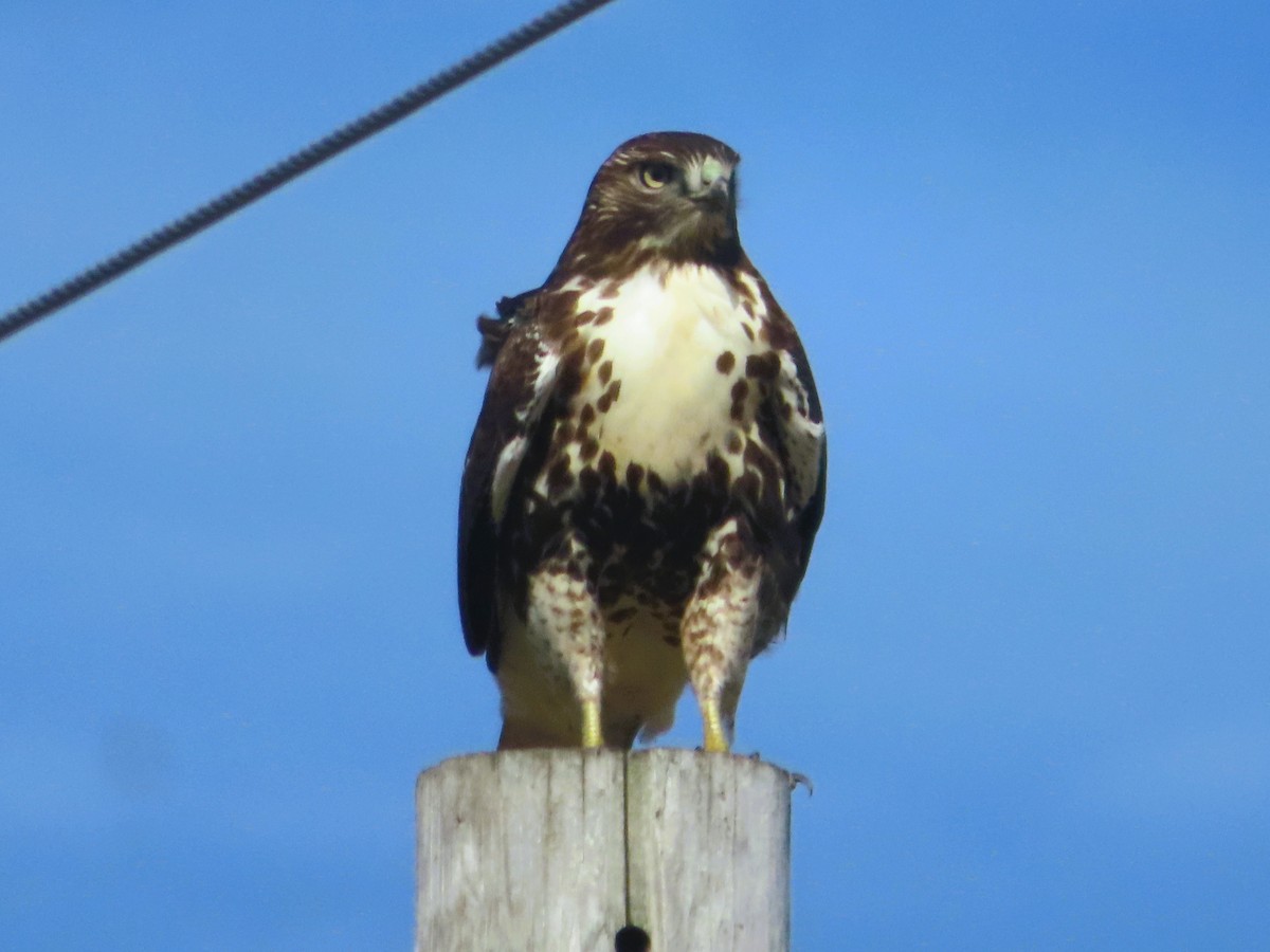 Red-tailed Hawk (abieticola) - Shane Patterson