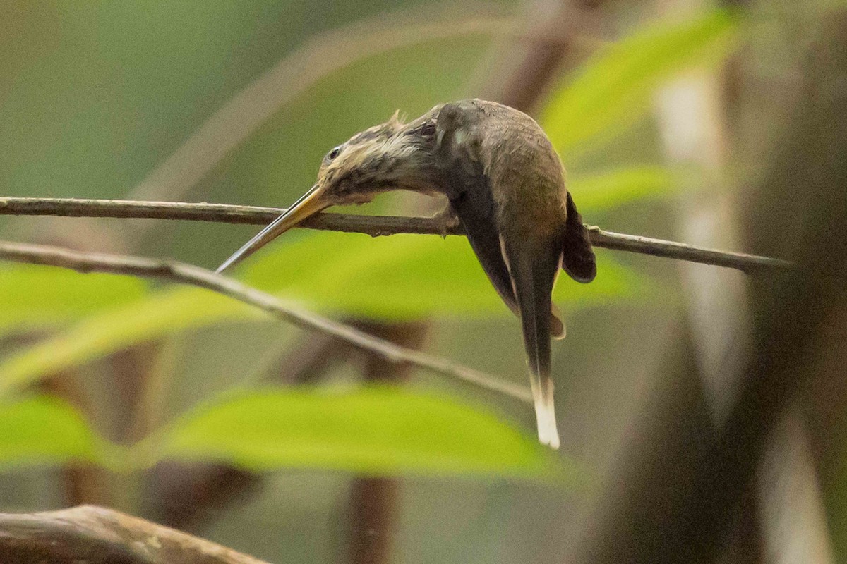 Гвианский колибри-отшельник - ML610085038