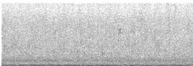 Bruant à couronne blanche (leucophrys) - ML610085112