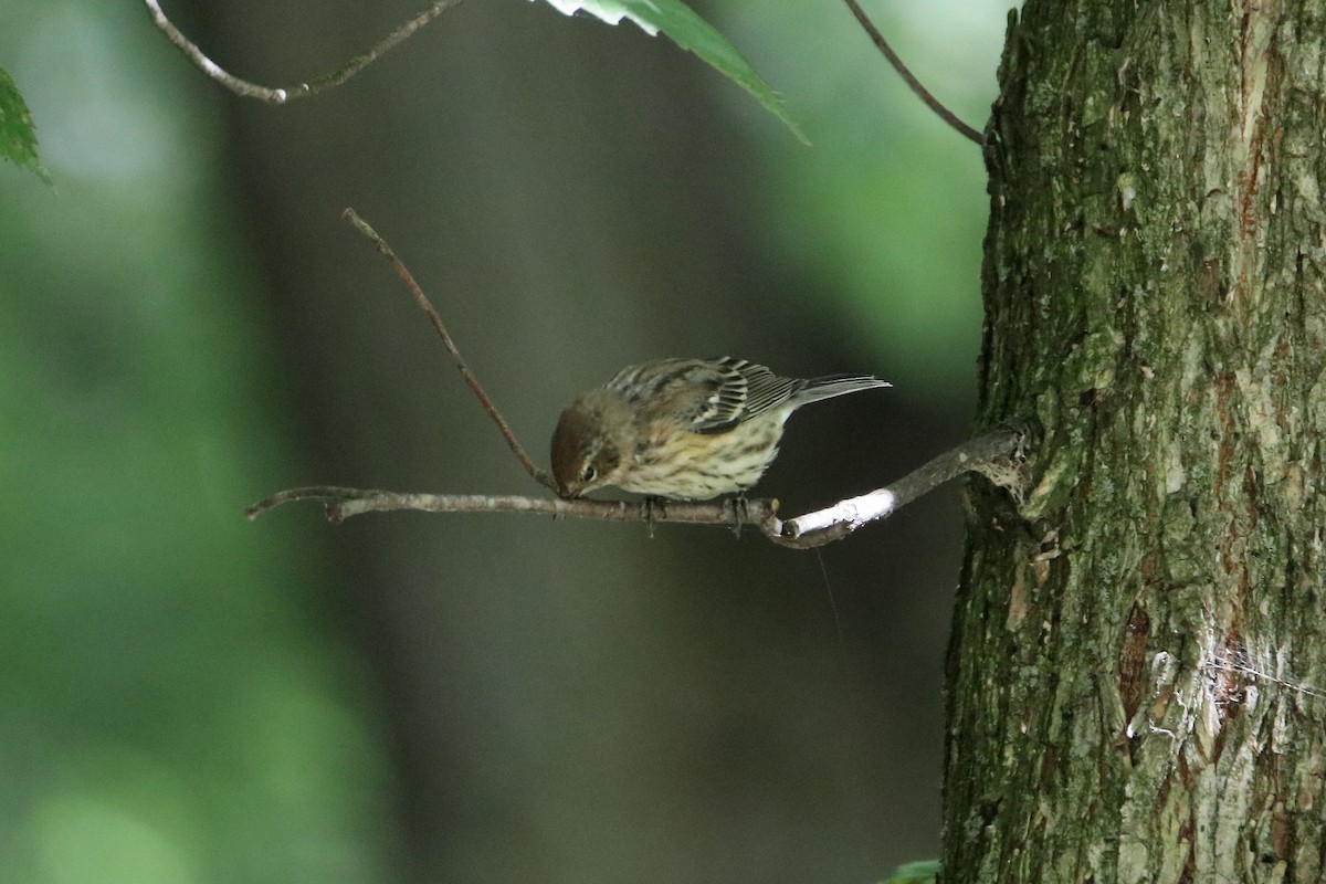 Yellow-rumped Warbler (Myrtle) - ML610085165