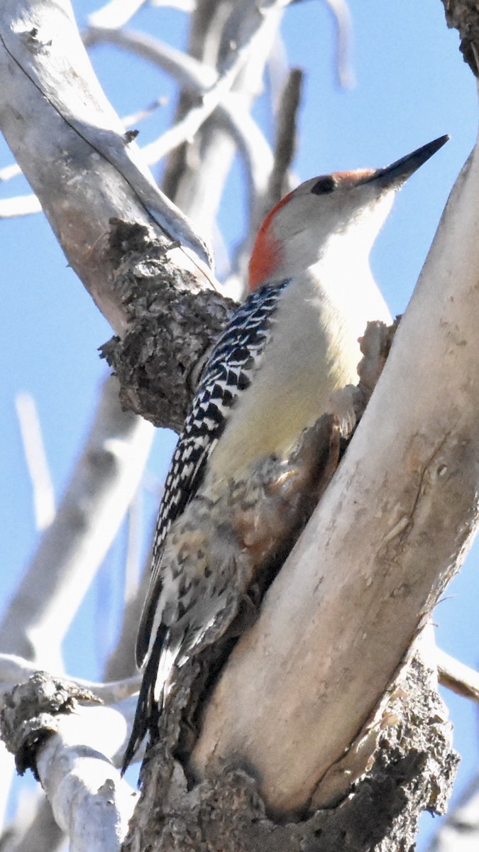 Red-bellied Woodpecker - Alicia Arnold 🦩