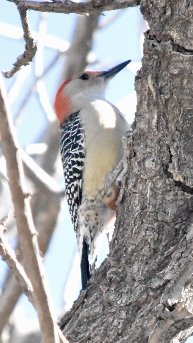 Red-bellied Woodpecker - ML610085430
