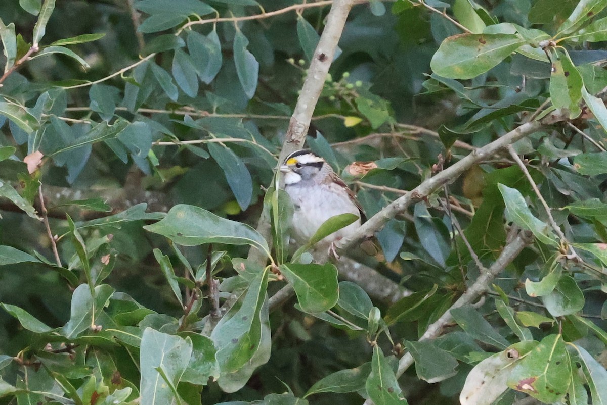 White-throated Sparrow - ML610085787
