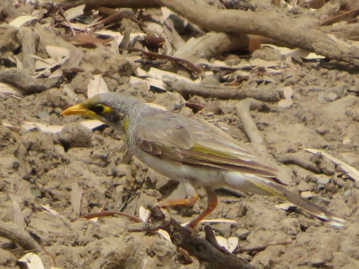 Yellow-throated Miner - Christine D