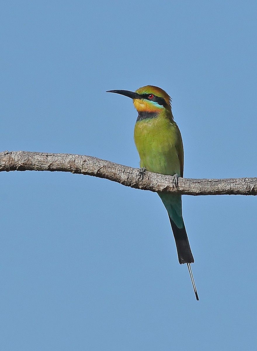 Rainbow Bee-eater - sheau torng lim