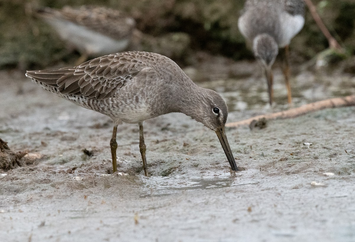 Long-billed Dowitcher - ML610086407
