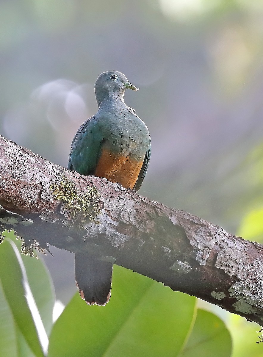 Scarlet-breasted Fruit-Dove - ML610086456