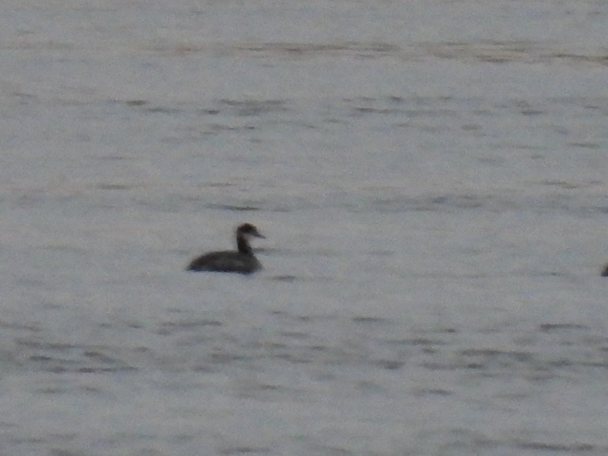 Red-necked Grebe - ML610086517