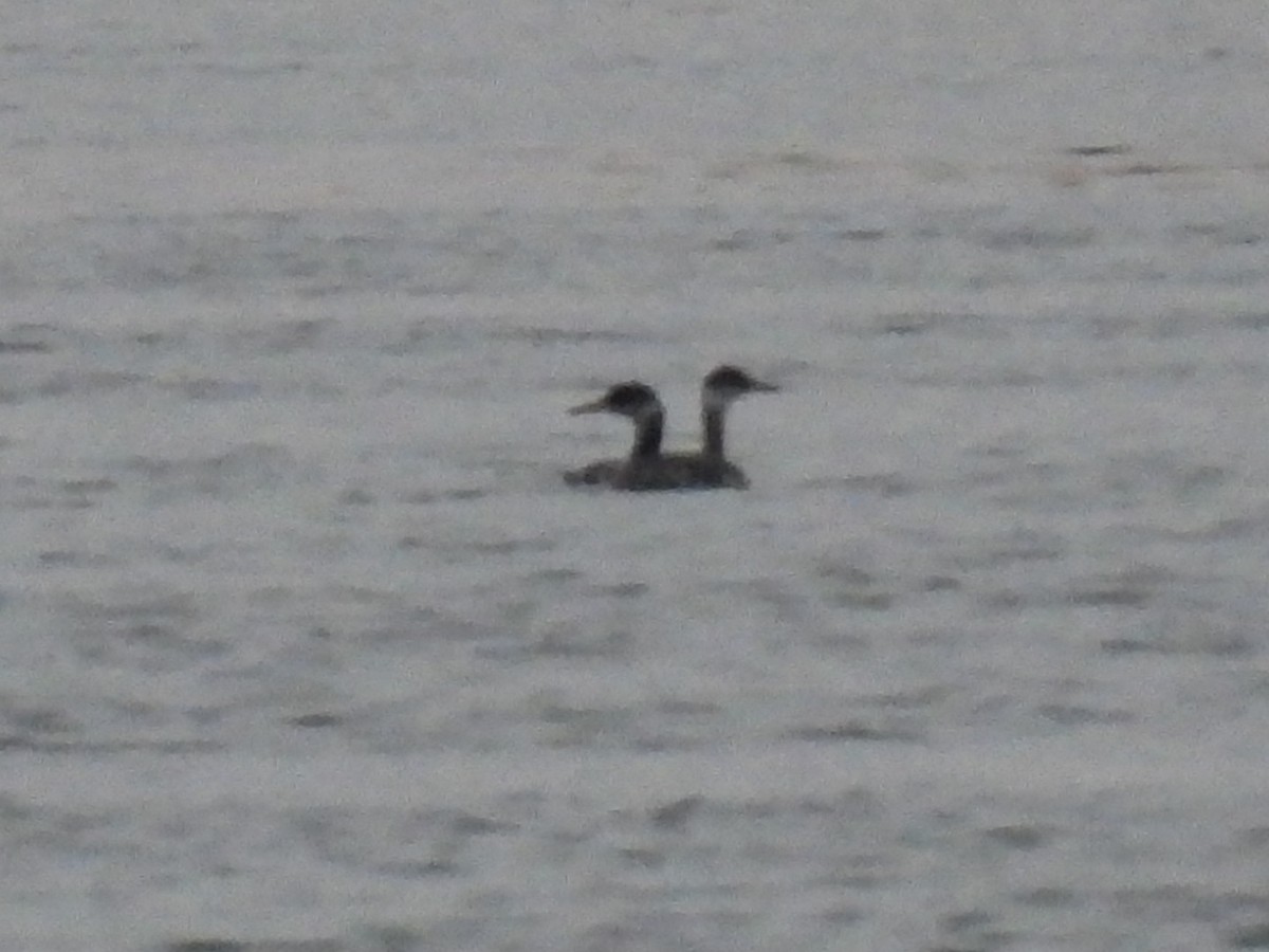 Red-necked Grebe - ML610086518