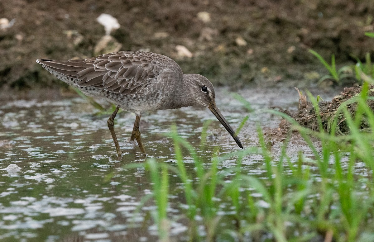 Long-billed Dowitcher - ML610086598