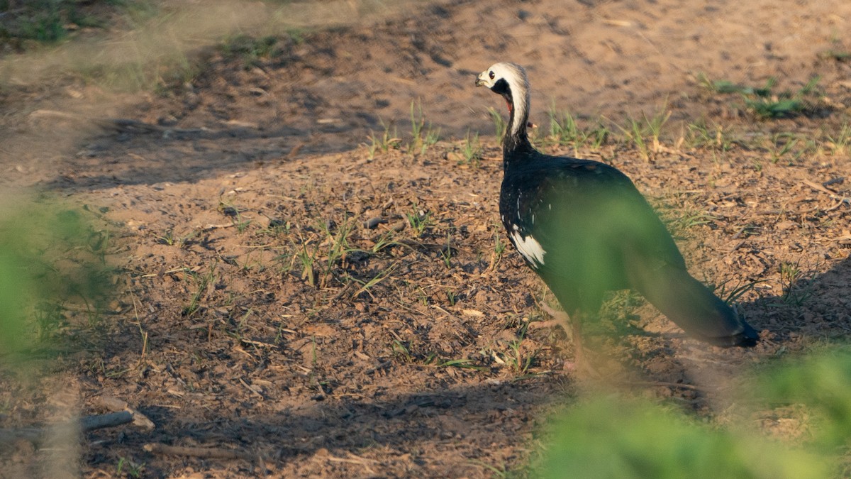 Red-throated Piping-Guan - ML610086605