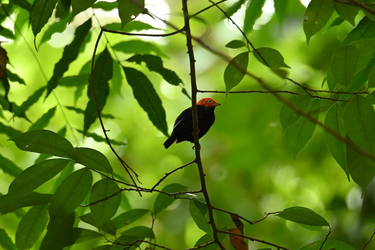 Red-capped Manakin - ML610086900