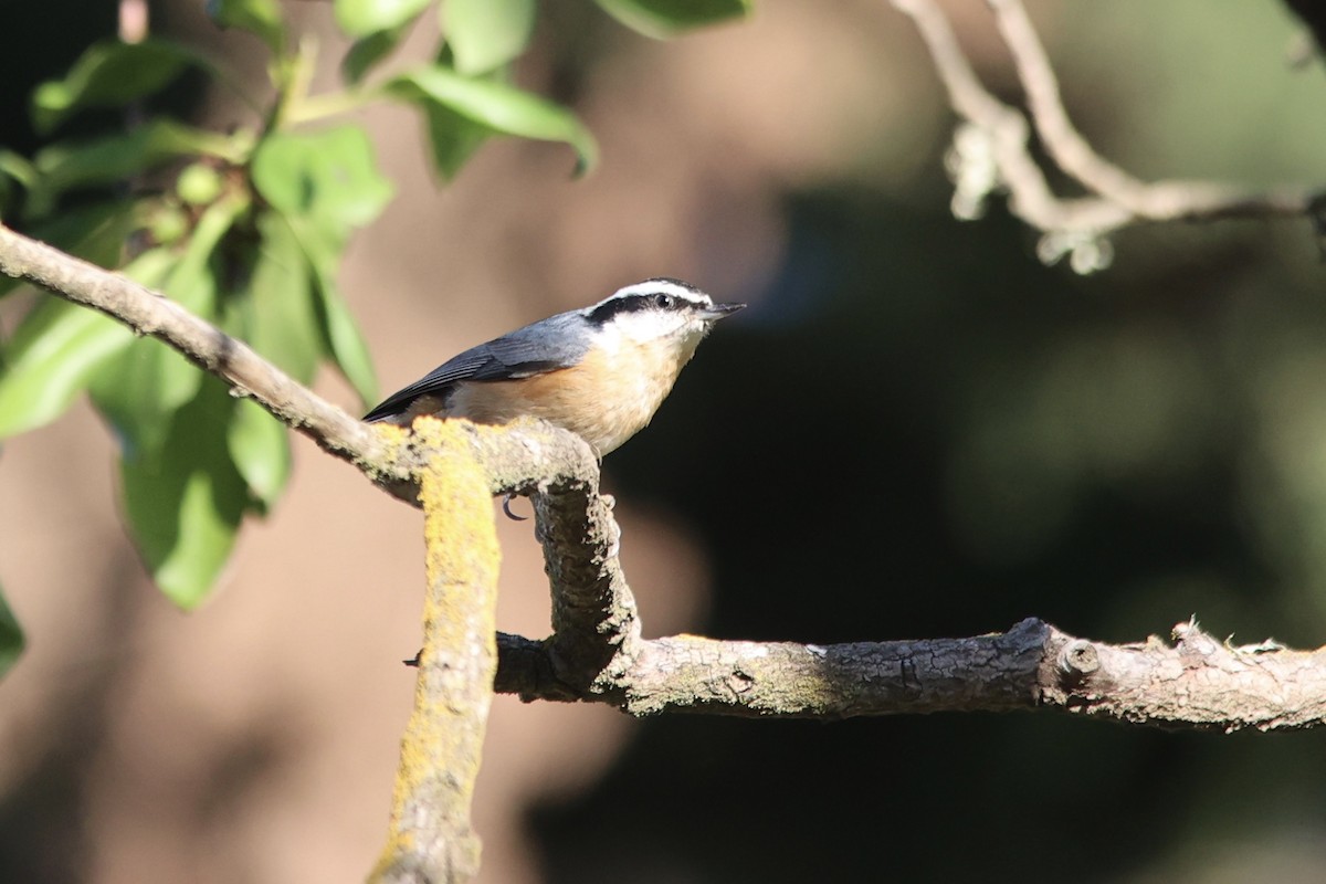 Red-breasted Nuthatch - ML610086923