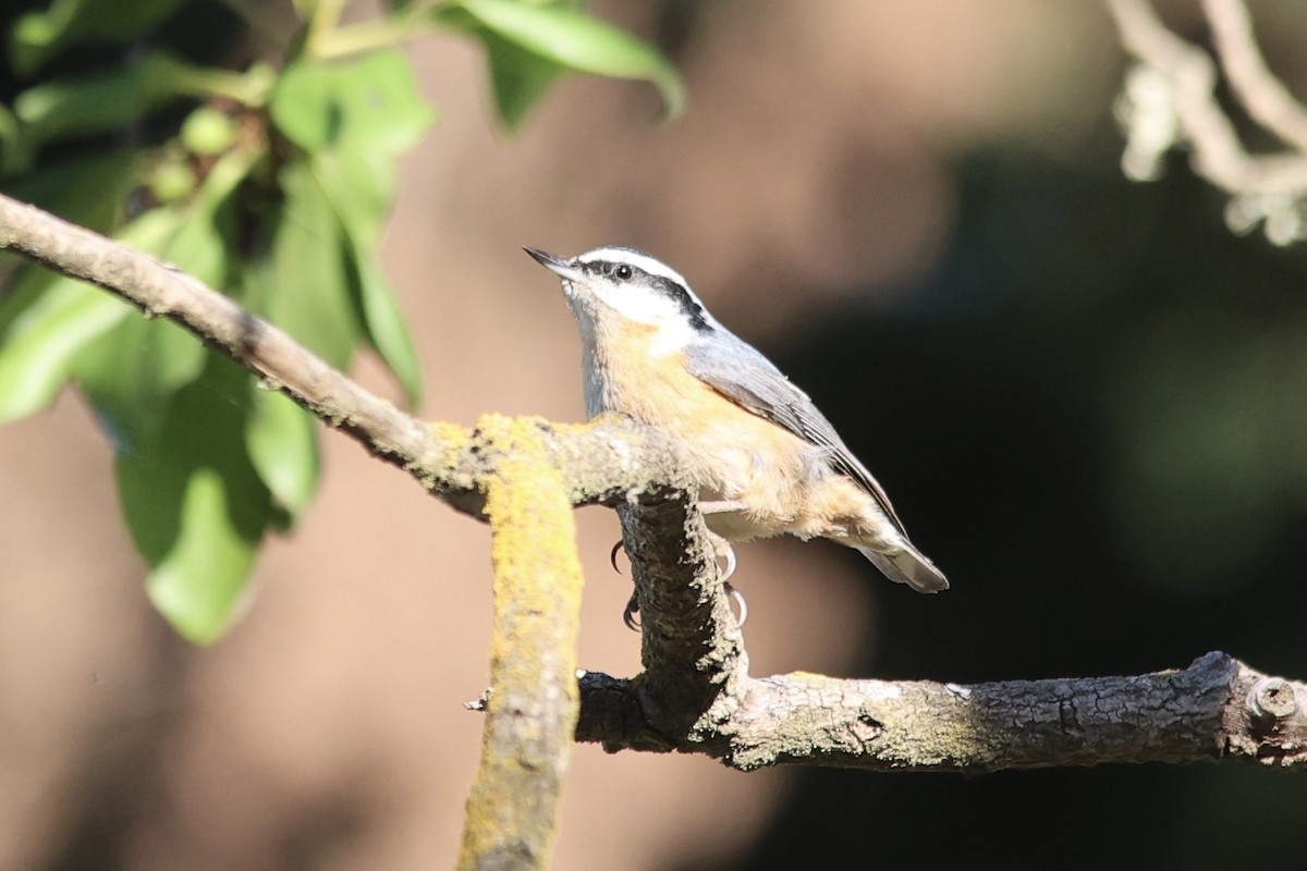 Red-breasted Nuthatch - ML610086937