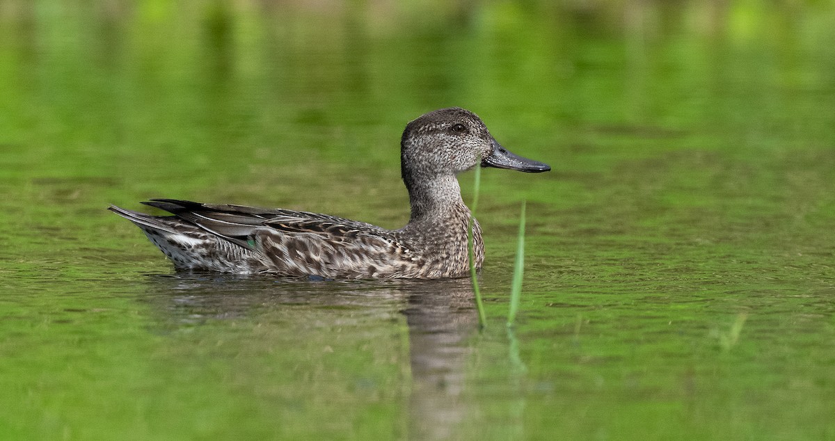 Green-winged Teal - ML610086961