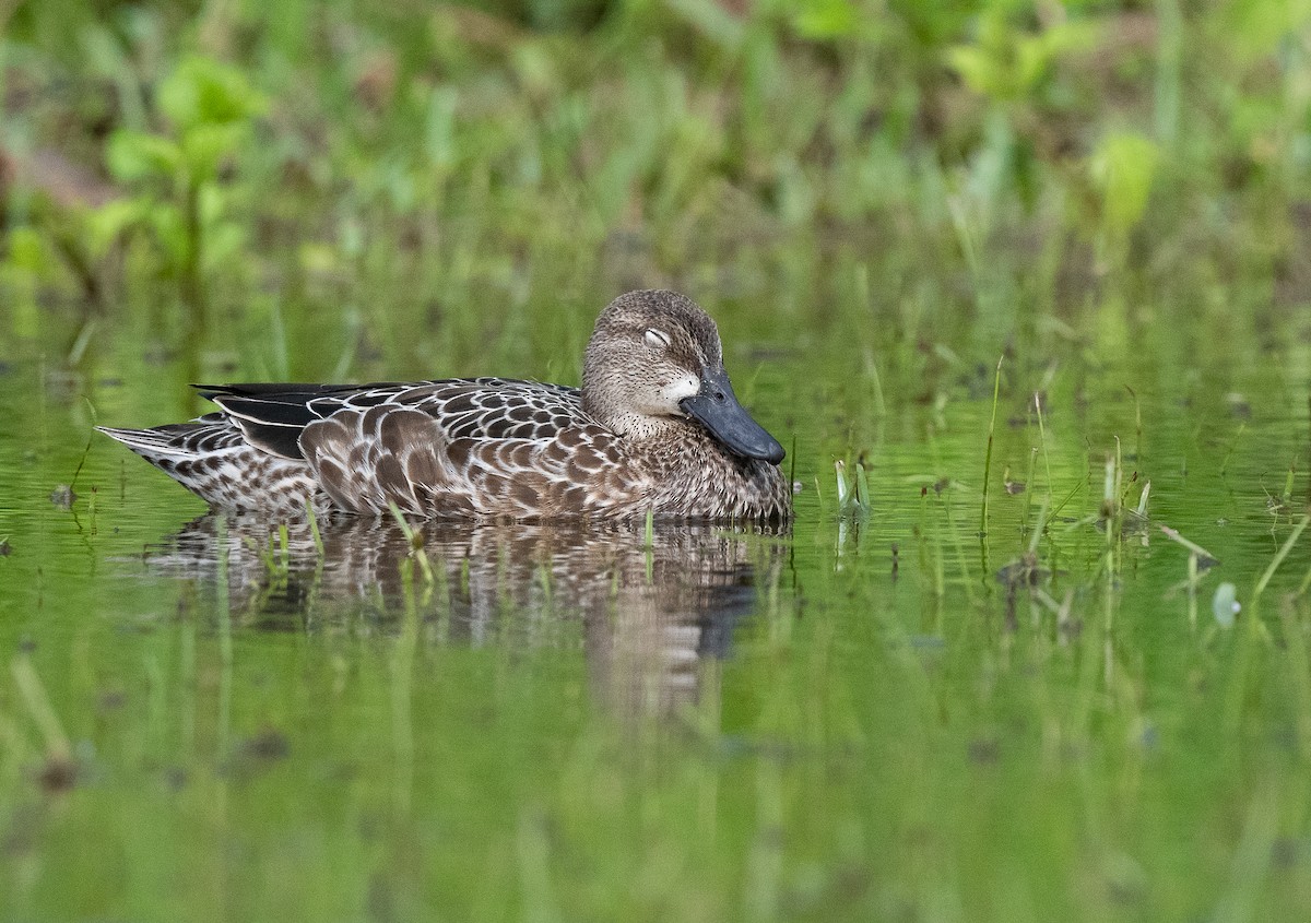 Blue-winged Teal - ML610087078