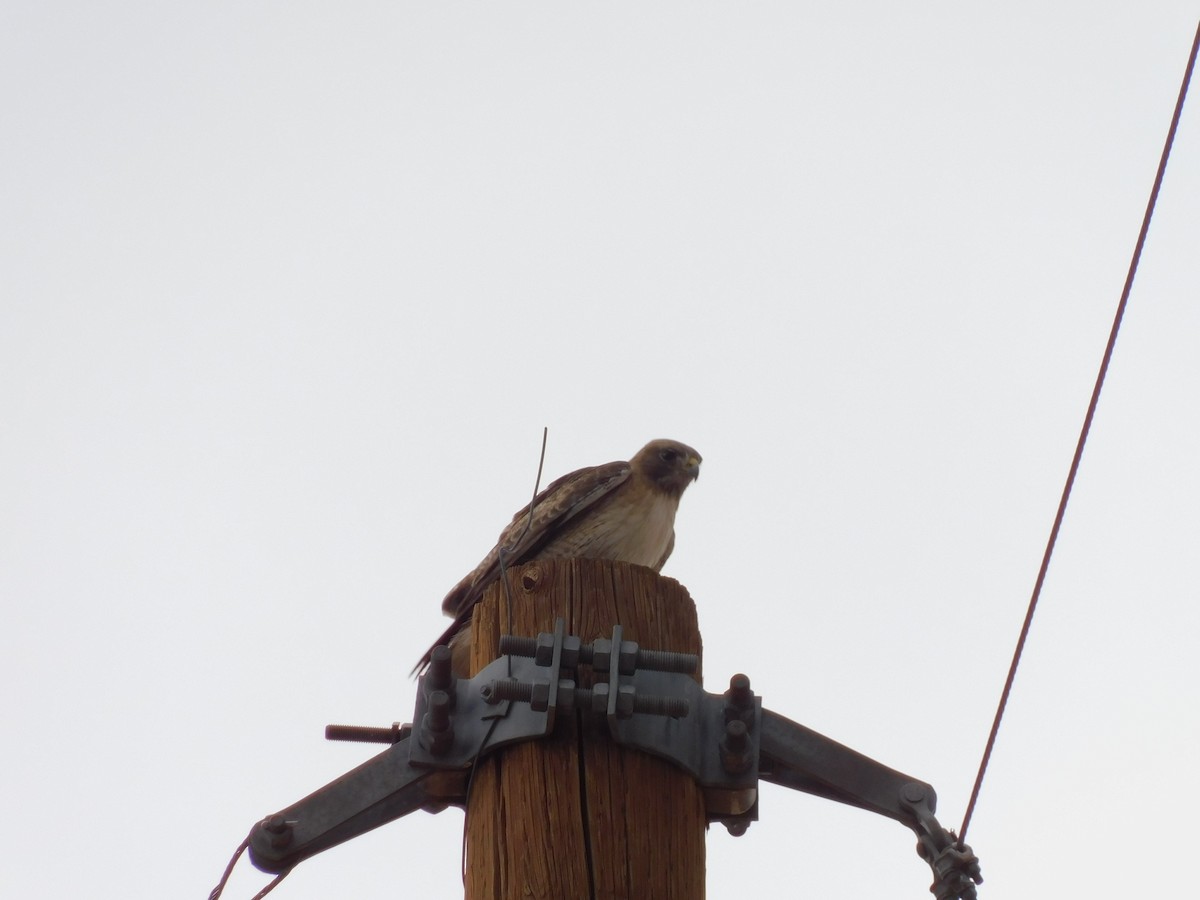 Red-tailed Hawk - deAlton lyman