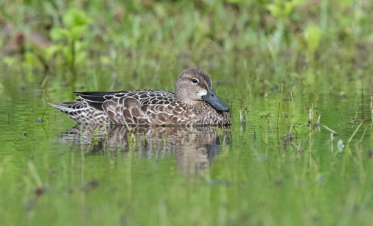 Blue-winged Teal - ML610087218
