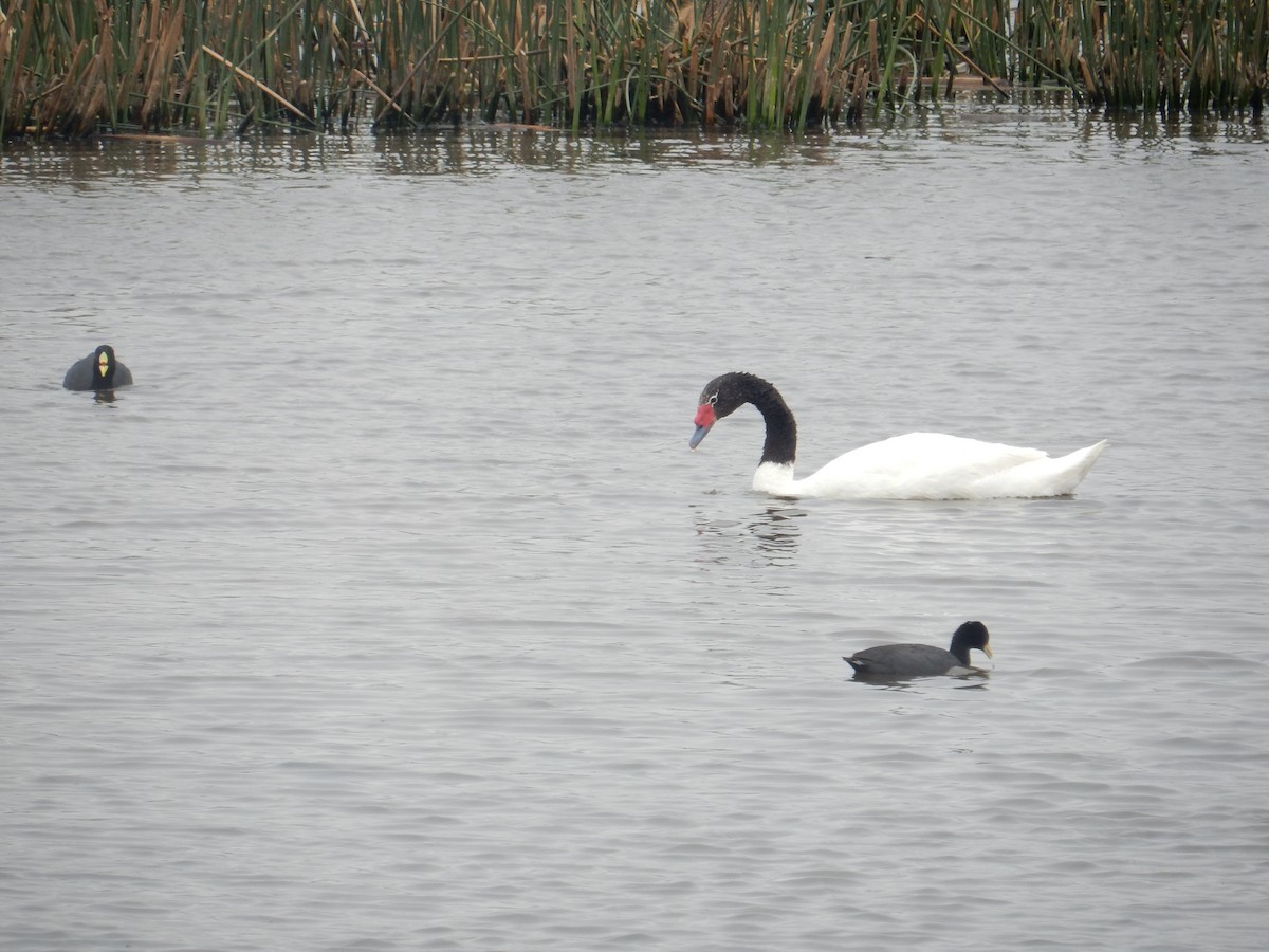 Black-necked Swan - lucas krasmanski