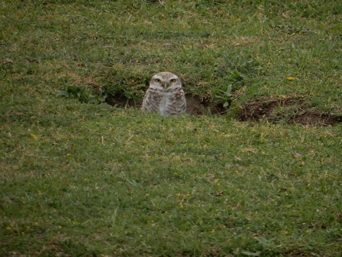 Burrowing Owl - lucas krasmanski